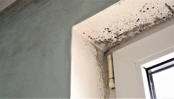 Best Flood Damage  in North Boston, NY