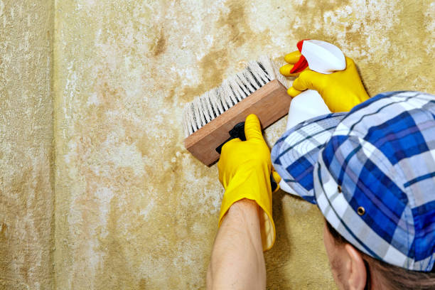 Biohazard Mold Removal