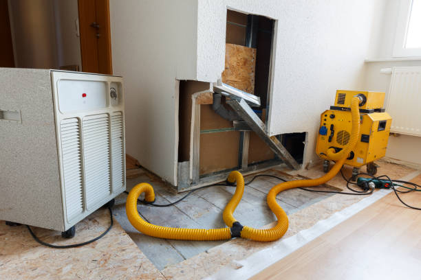 Reliable North Boston, NY Mold Removal Solutions